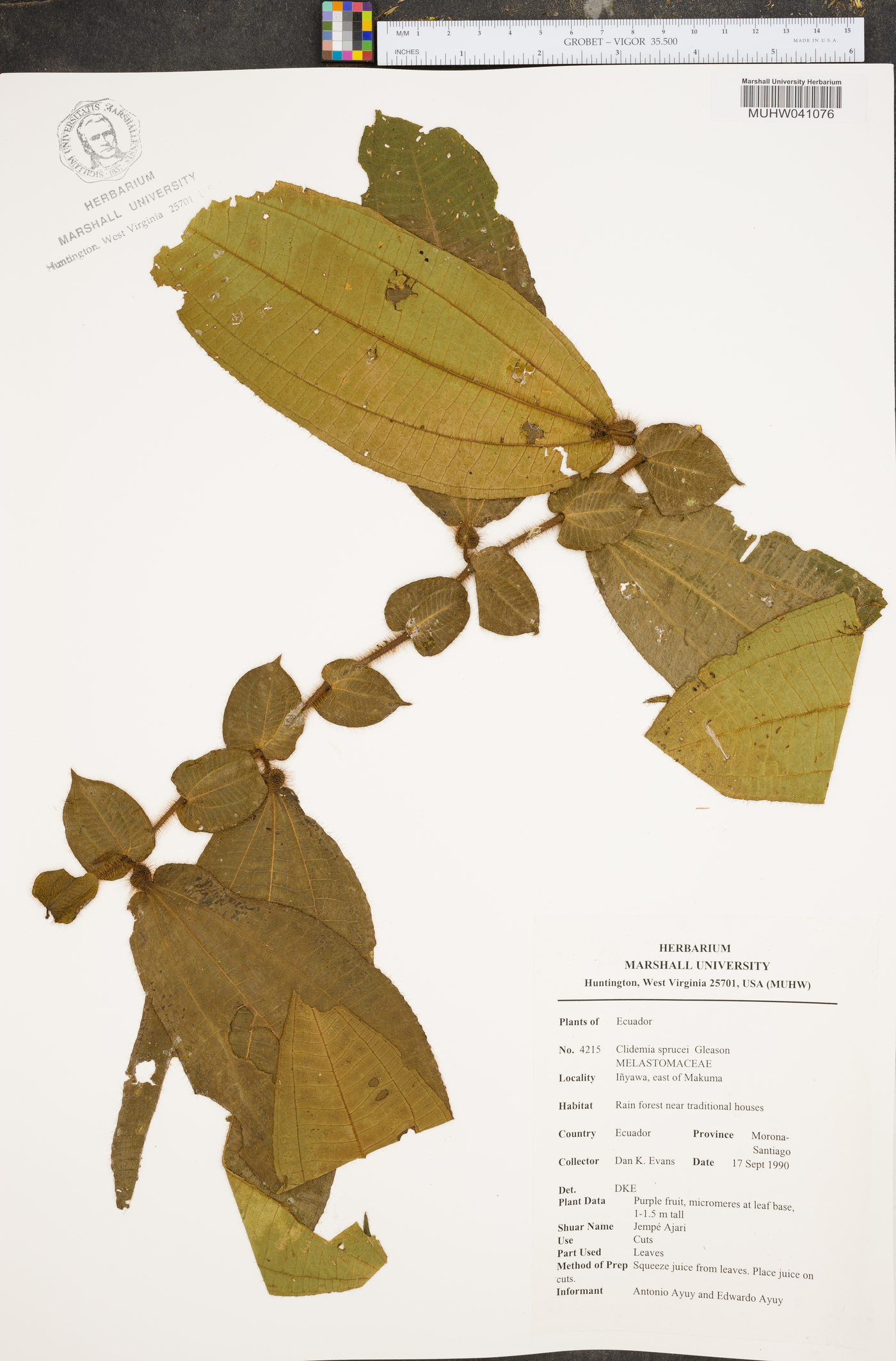 Clidemia sprucei image