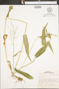 Panicum clandestinum image