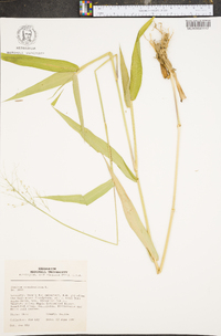 Panicum clandestinum image