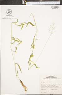 Panicum xalapense image