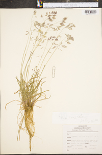 Poa cuspidata image