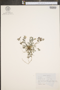 Corydalis flavula image