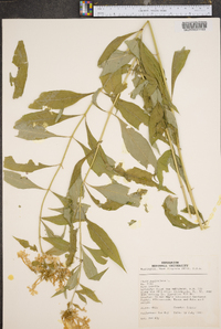 Phlox paniculata image