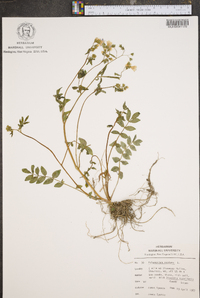 Polemonium reptans image