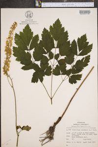 Actaea racemosa image
