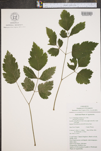 Actaea racemosa image