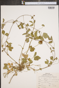 Potentilla indica image