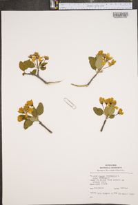 Pyrus coronaria image