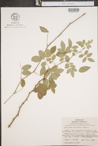 Rosa multiflora image