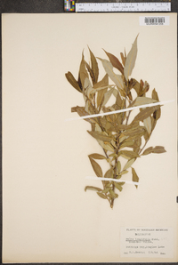 Salix longifolia image