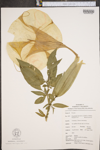 Brugmansia suaveolens image