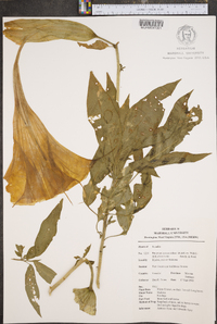 Brugmansia suaveolens image