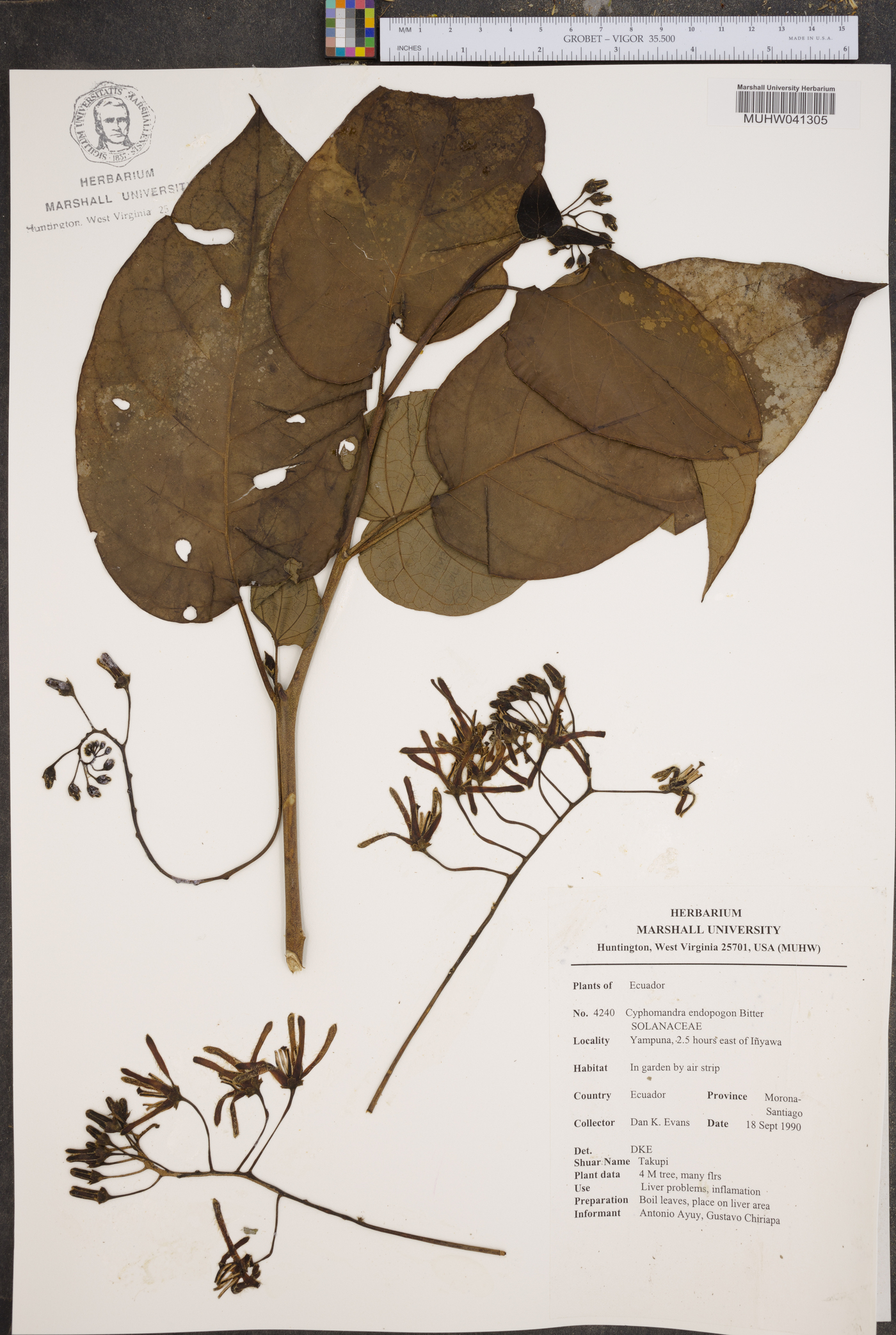 Solanum endopogon image