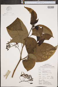 Solanum endopogon image