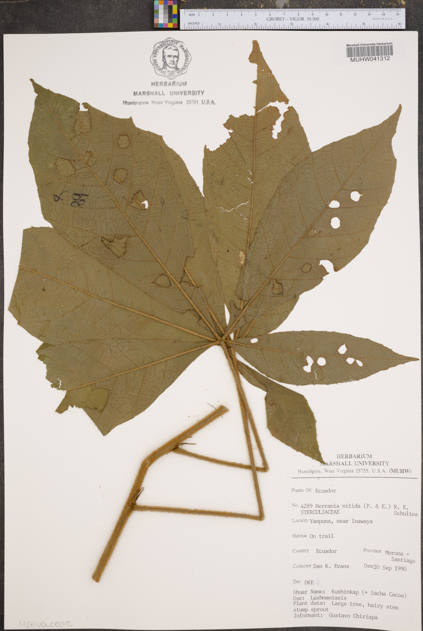 Herrania image
