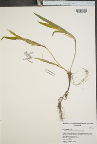 Iris cristata image