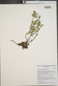 Vaccinium macrocarpon image