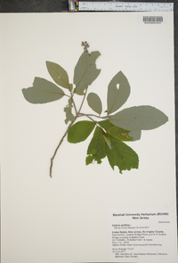 Clethra alnifolia image