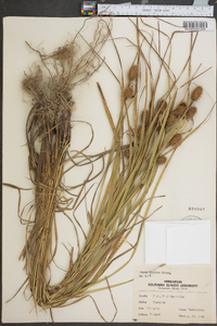 Carex typhina image