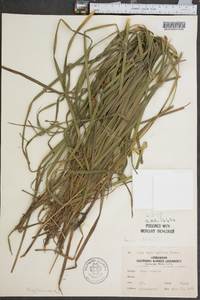 Carex typhina image