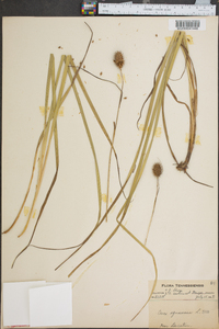 Carex squarrosa image