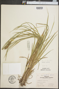 Carex typhina image