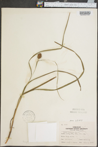 Carex typhina image