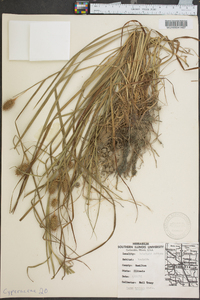 Carex typhina image