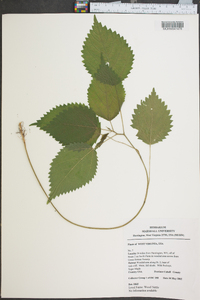 Laportea canadensis image