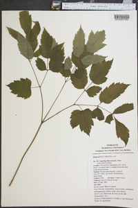 Actaea racemosa image