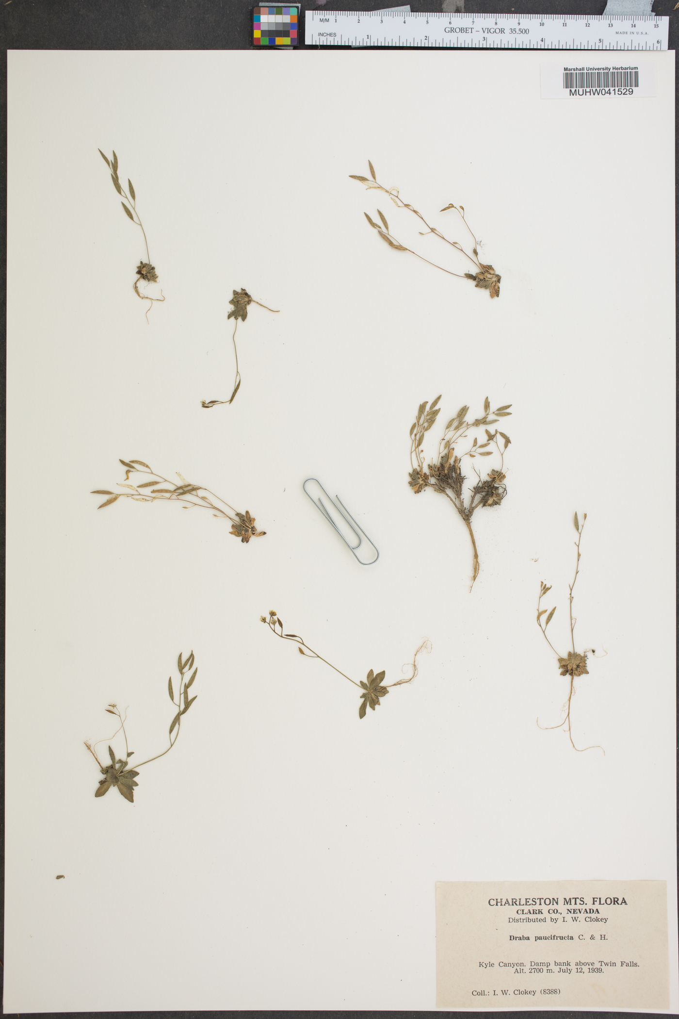 Draba paucifructa image