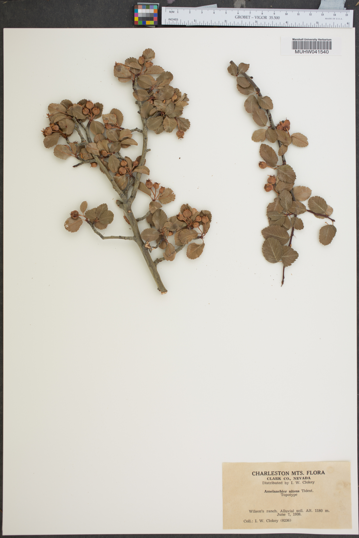 Amelanchier nitens image