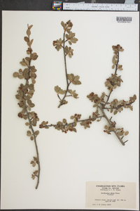 Amelanchier nitens image