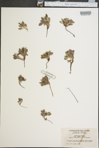 Crepis nana subsp. typica image