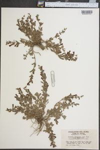 Penstemon thompsoniae var. jaegeri image