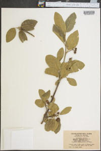 Rhamnus betulaefolia image