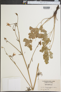 Aquilegia formosa image