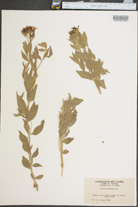 Amsonia tomentosa image