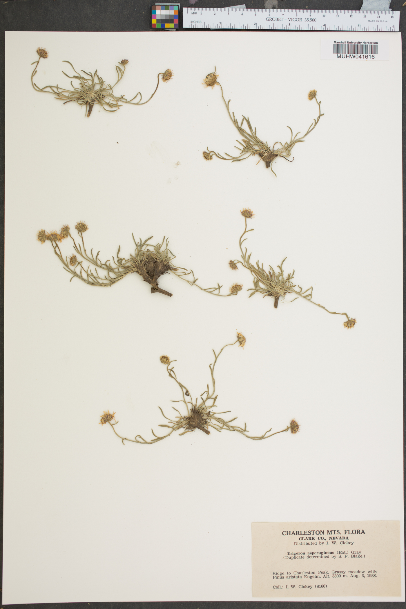 Erigeron asperugineus image
