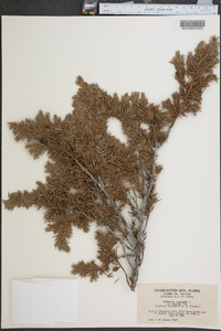 Juniperus communis var. saxatilis image