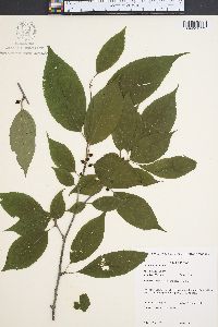 Ilex montana image