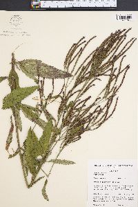 Verbena hastata image