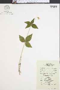 Silene stellata image