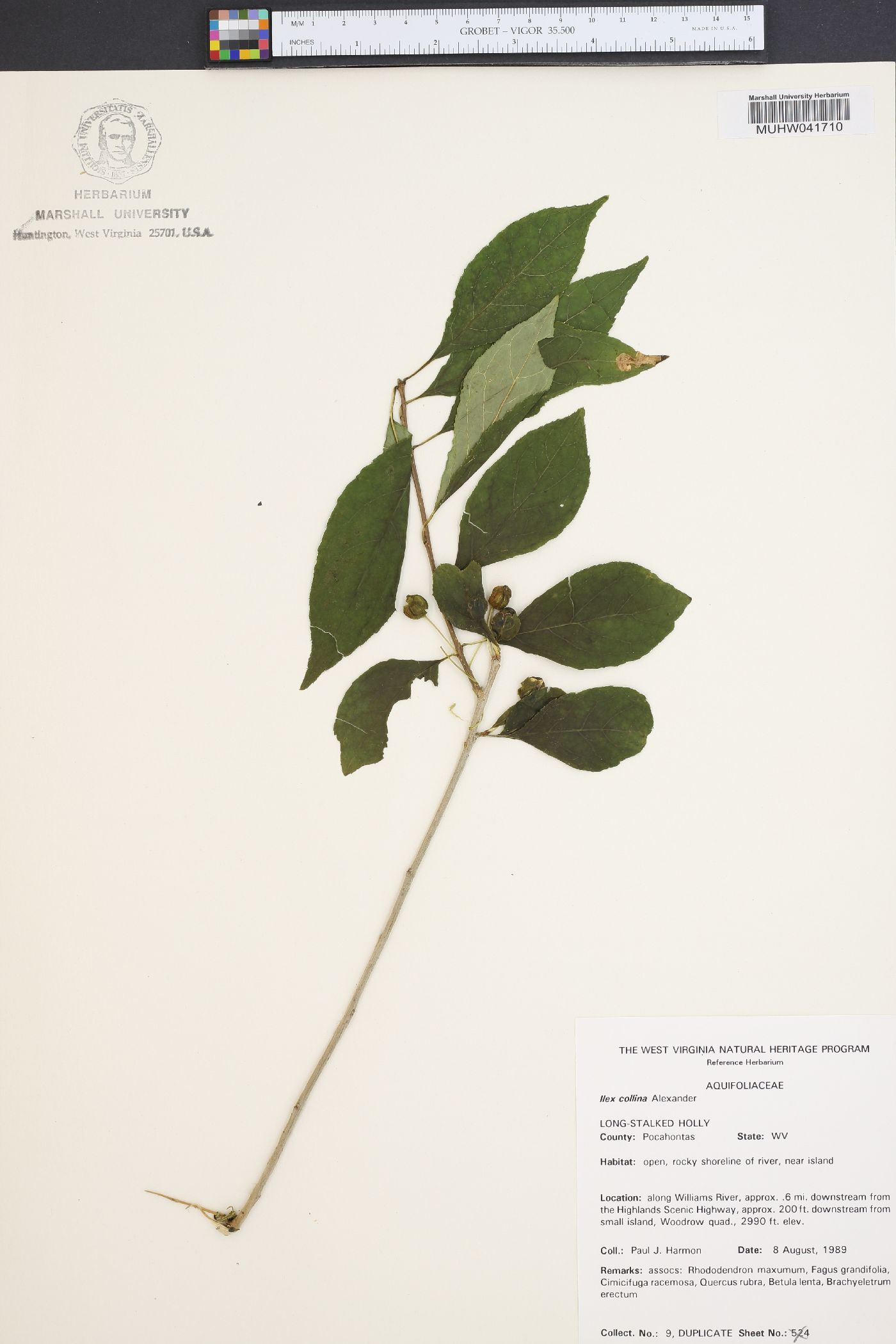 Ilex collina image