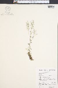 Draba ramosissima image