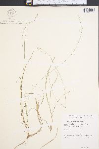 Carex trisperma image