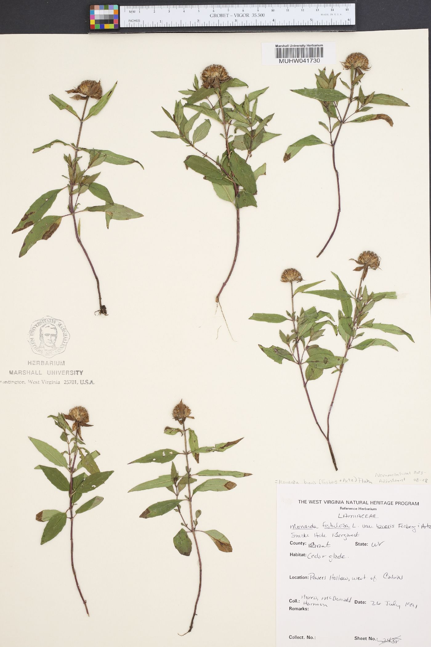 Monarda fistulosa var. brevis image