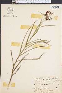 Scirpus polyphyllus image