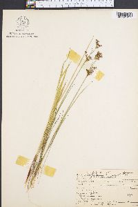 Juncus brevicaudatus image