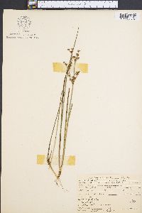 Juncus brevicaudatus image